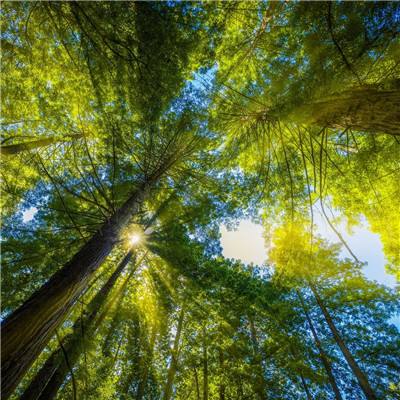 梦幻神武最新gm版下载